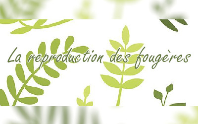 La reproduction des fougères